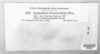 Exobasidium vaccinii image